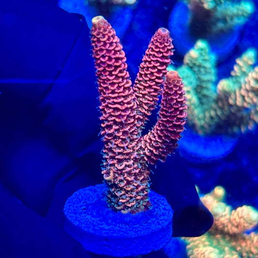 H4-C01-M10 || KFC Solomon Island Millepora SPS Frag WYSIWYG