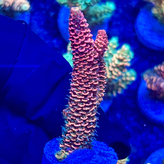 H4-C02-M10 || KFC Solomon Island Millepora SPS Frag WYSIWYG
