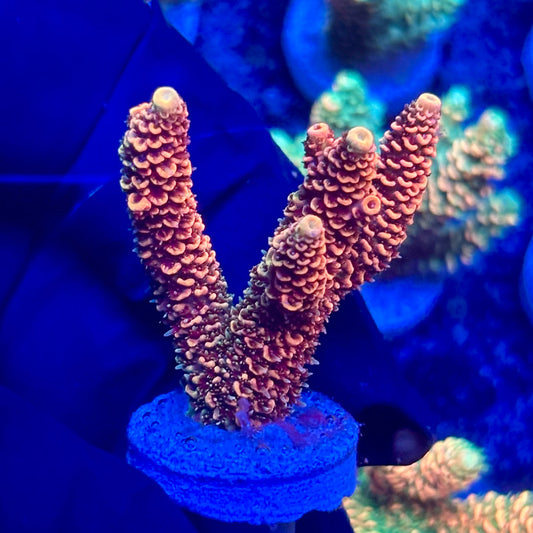 H4-C03-M10 || KFC Solomon Island Millepora SPS Frag WYSIWYG