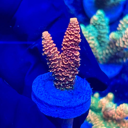 H4-C04-M10 || KFC Solomon Island Millepora SPS Frag WYSIWYG