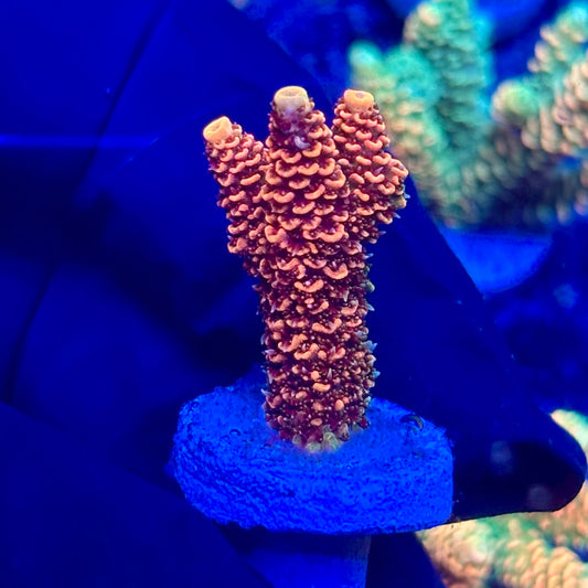 H4-C05-M10 || KFC Solomon Island Millepora SPS Frag WYSIWYG