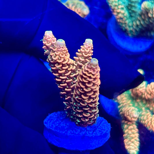 H4-C06-M10 || KFC Solomon Island Millepora SPS Frag WYSIWYG