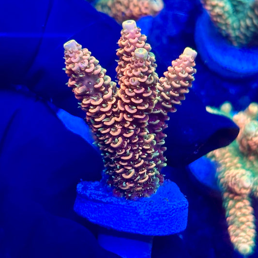 H4-C07-M10 || KFC Solomon Island Millepora SPS Frag WYSIWYG