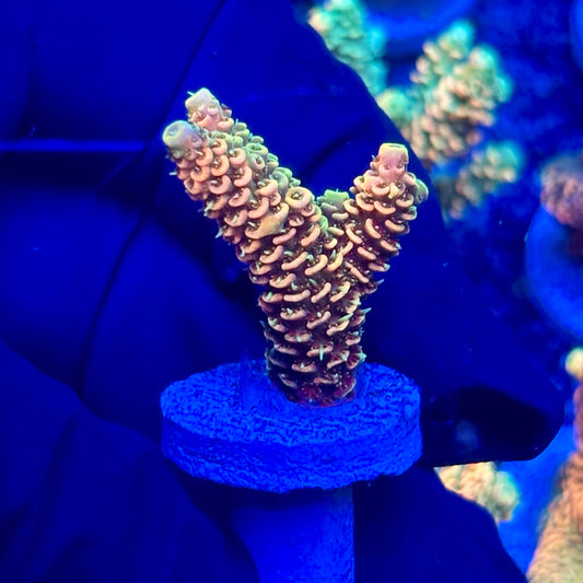 H4-D01-M10 || KFC Solomon Island Millepora SPS Frag WYSIWYG