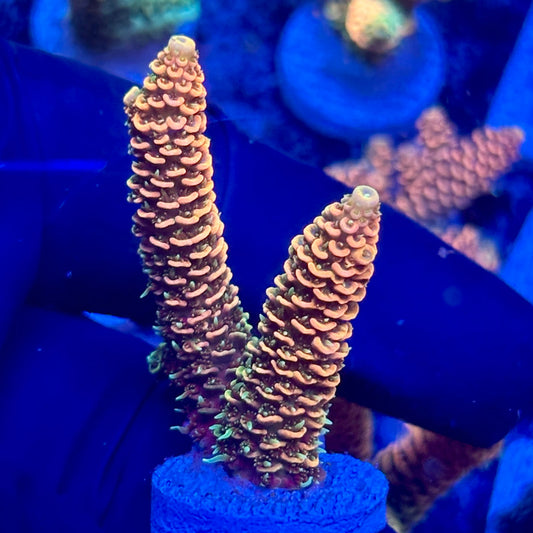 H4-D02-M10 || KFC Solomon Island Millepora SPS Frag WYSIWYG