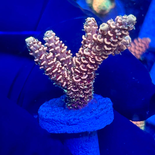 H4-D03-M10 || KFC Solomon Island Millepora SPS Frag WYSIWYG