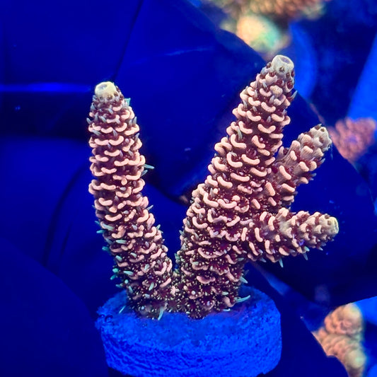 H4-D04-M10 || KFC Solomon Island Millepora SPS Frag WYSIWYG