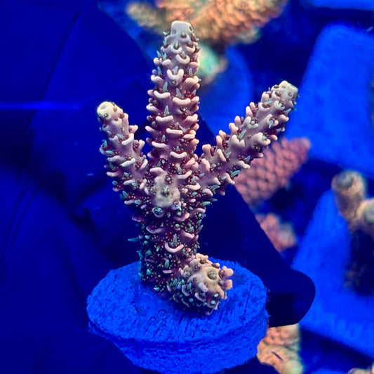 H4-D05-M10 || KFC Solomon Island Millepora SPS Frag WYSIWYG