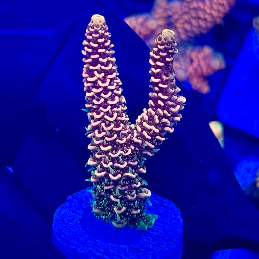 H4-D06-M10 || KFC Solomon Island Millepora SPS Frag WYSIWYG