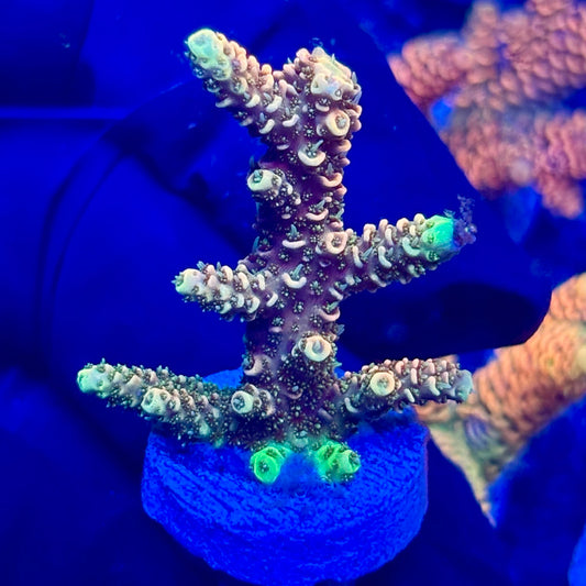 H4-D07-M10 || KFC Solomon Island Millepora SPS Frag WYSIWYG