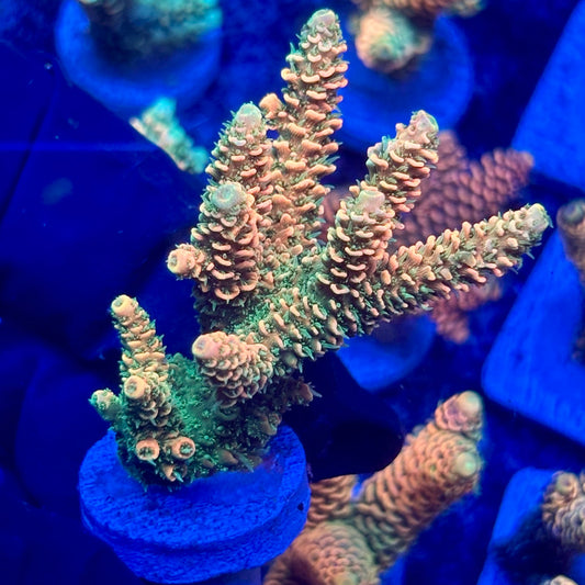 H4-E01-M10 || KFC Solomon Island Millepora SPS Frag WYSIWYG