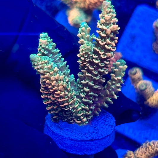 H4-E02-M10 || KFC Solomon Island Millepora SPS Frag WYSIWYG