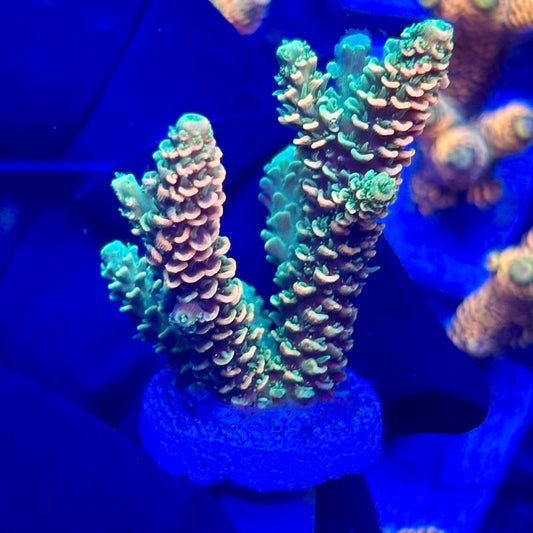 H4-E03-M10 || KFC Solomon Island Millepora SPS Frag WYSIWYG