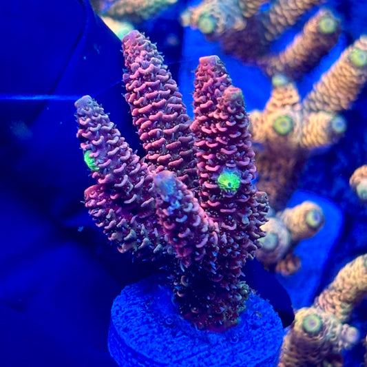 H4-E04-M10 || KFC Solomon Island Millepora SPS Frag WYSIWYG