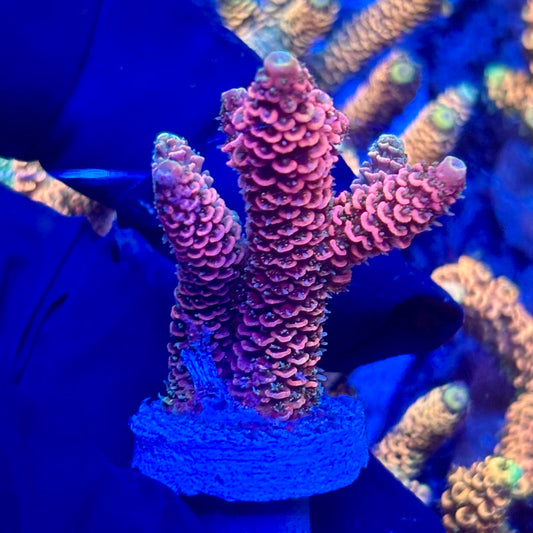 H4-E05-M10 || KFC Solomon Island Millepora SPS Frag WYSIWYG