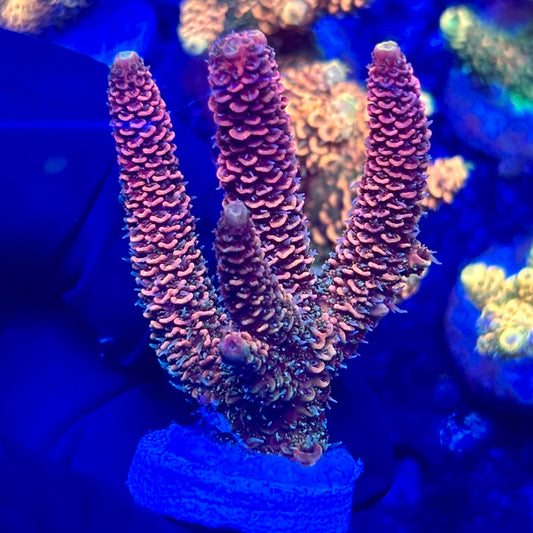H4-E06-M10 || KFC Solomon Island Millepora SPS Frag WYSIWYG