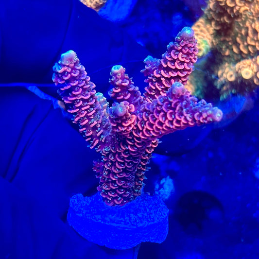 H4-E07-M10 || KFC Solomon Island Millepora SPS Frag WYSIWYG