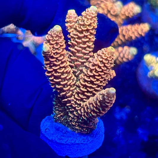 H4-F01-M10 || KFC Solomon Island Millepora SPS Frag WYSIWYG