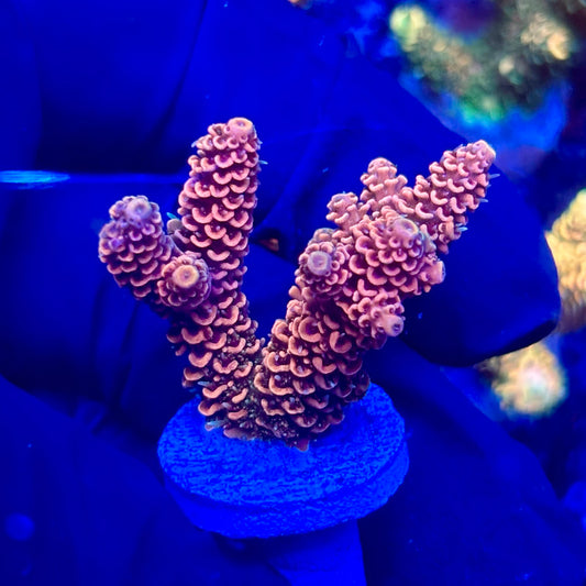 H4-F02-M10 || KFC Solomon Island Millepora SPS Frag WYSIWYG