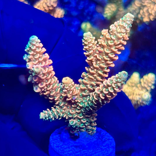 H4-F03-M10 || KFC Solomon Island Millepora SPS Frag WYSIWYG