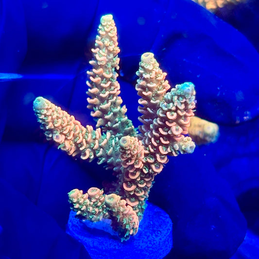 H4-F04-M10 || KFC Solomon Island Millepora SPS Frag WYSIWYG