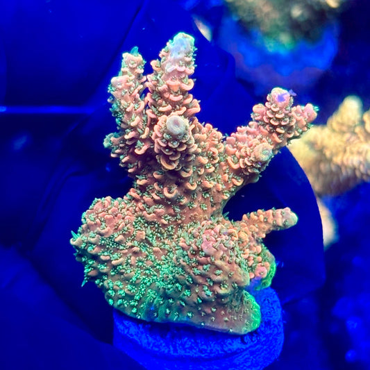 H4-F05-M10 || KFC Solomon Island Millepora SPS Frag WYSIWYG