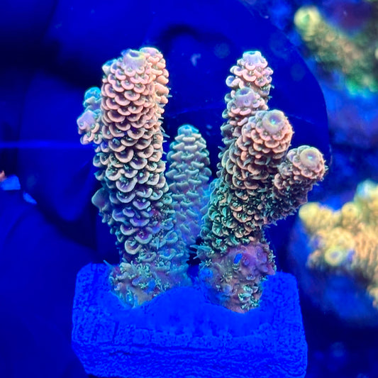 H4-F07-M10 || KFC Solomon Island Millepora SPS Frag WYSIWYG