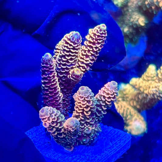 H4-G01-M10 || KFC Solomon Island Millepora SPS Frag WYSIWYG