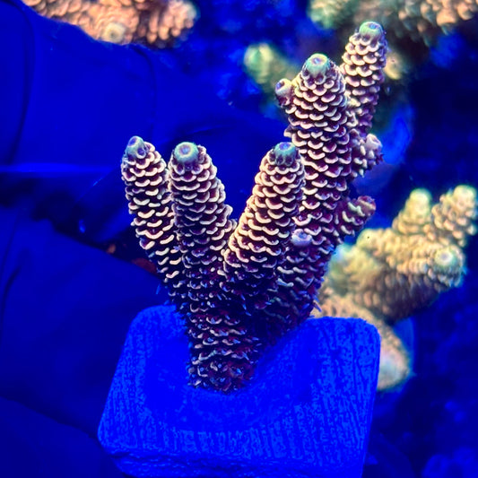 H4-G02-M10 || KFC Solomon Island Millepora SPS Frag WYSIWYG
