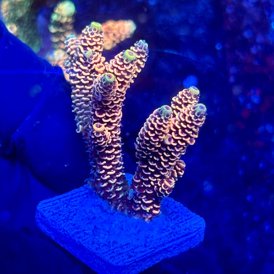 H4-G03-M10 || KFC Solomon Island Millepora SPS Frag WYSIWYG
