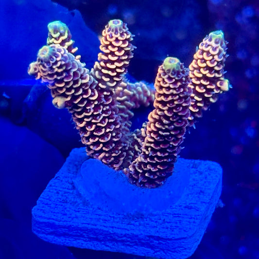 H4-G04-M10 || KFC Solomon Island Millepora SPS Frag WYSIWYG