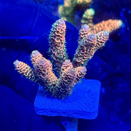 H4-G06-M10 || KFC Solomon Island Millepora SPS Frag WYSIWYG