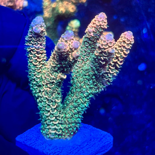H4-G07-M10 || KFC Solomon Island Millepora SPS Frag WYSIWYG