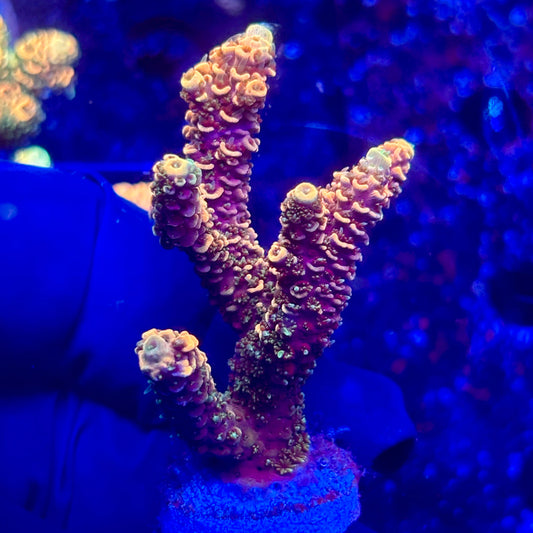 H4-H01-M10 || KFC Solomon Island Millepora SPS Frag WYSIWYG