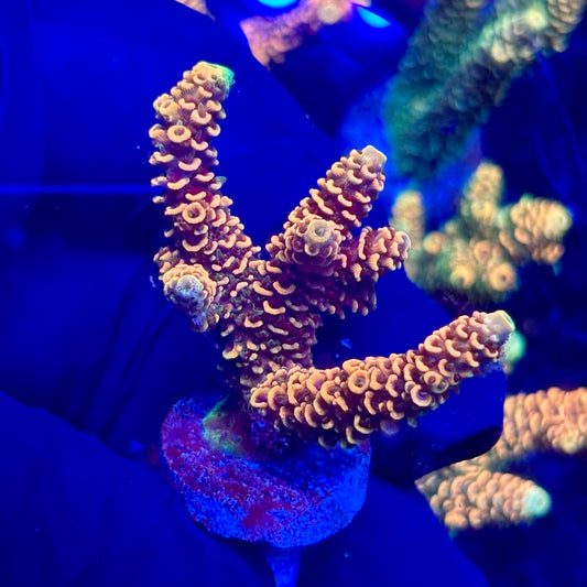 H4-H02-M10 || KFC Solomon Island Millepora SPS Frag WYSIWYG