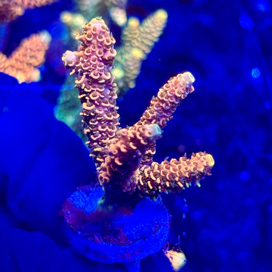 H4-H03-M10 || KFC Solomon Island Millepora SPS Frag WYSIWYG