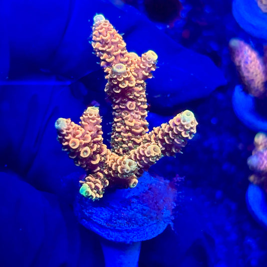 H4-H04-M10 || KFC Solomon Island Millepora SPS Frag WYSIWYG