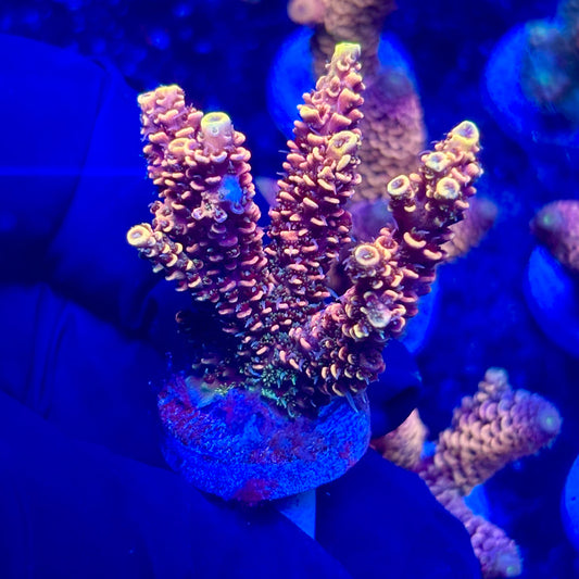 H4-H06-M10 || KFC Solomon Island Millepora SPS Frag WYSIWYG