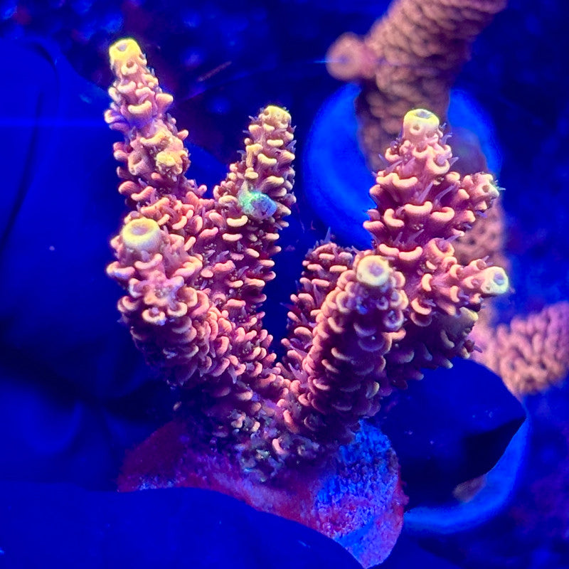 H4-H07-M10 || KFC Solomon Island Millepora SPS Frag WYSIWYG