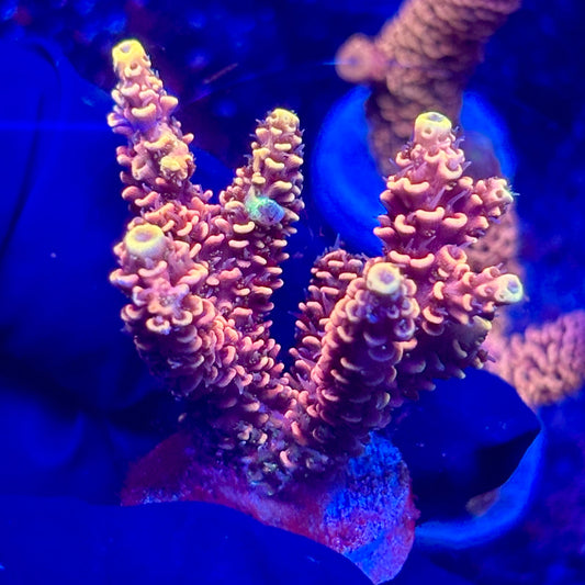 H4-H07-M10 || KFC Solomon Island Millepora SPS Frag WYSIWYG