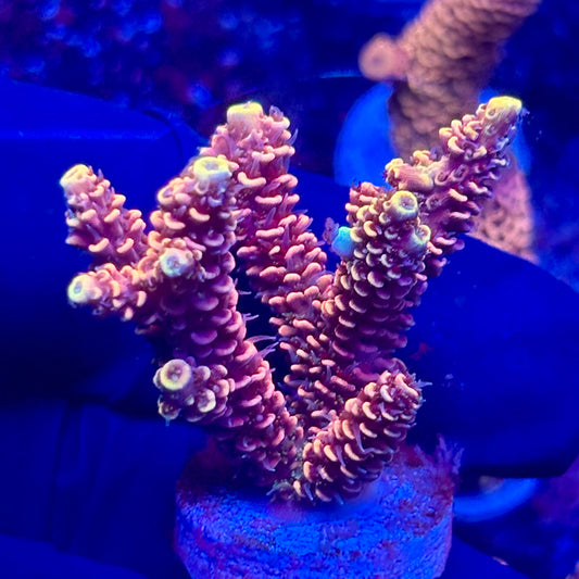 H4-I01-M10 || KFC Solomon Island Millepora SPS Frag WYSIWYG