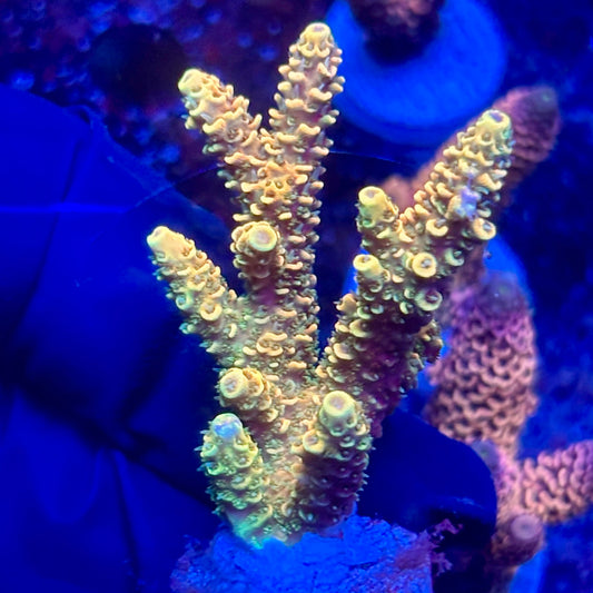 H4-I02-M10 || KFC Solomon Island Millepora SPS Frag WYSIWYG