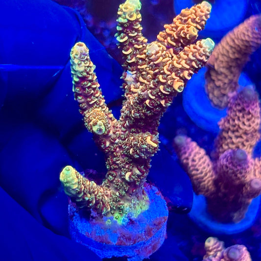 H4-I03-M10 || KFC Solomon Island Millepora SPS Frag WYSIWYG