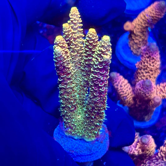 H4-I04-M10 || KFC Solomon Island Millepora SPS Frag WYSIWYG