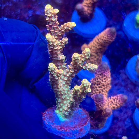 H4-I05-M10 || KFC Solomon Island Millepora SPS Frag WYSIWYG