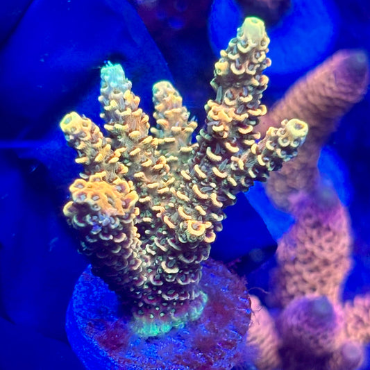 H4-I06-M10 || KFC Solomon Island Millepora SPS Frag WYSIWYG