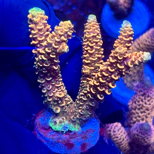 H4-I07-M10 || KFC Solomon Island Millepora SPS Frag WYSIWYG