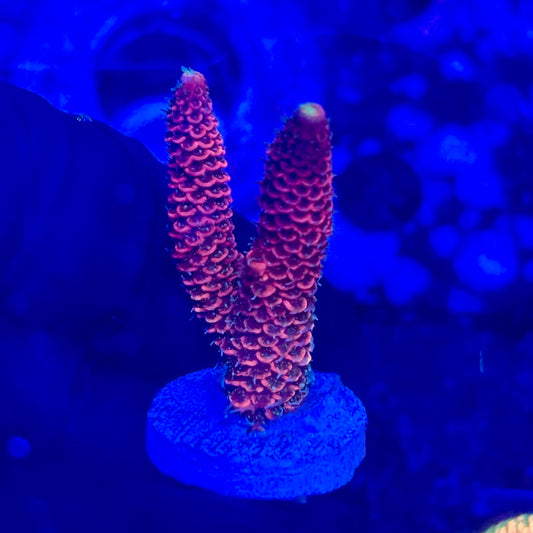 O3-A01-M10 || KFC Solomon Island Millepora SPS Frag WYSIWYG