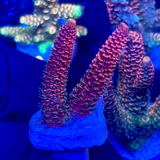 O3-A02-M10 || KFC Solomon Island Millepora SPS Frag WYSIWYG
