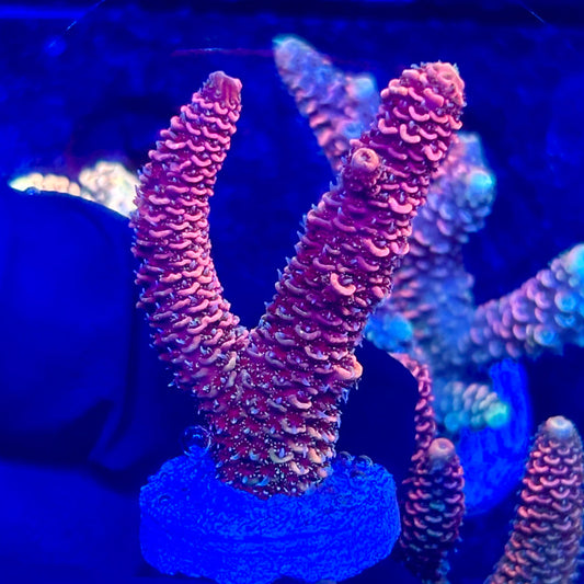 O3-A03-M10 || KFC Solomon Island Millepora SPS Frag WYSIWYG